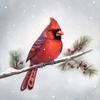 Winter Cardinal