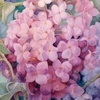 Pink Hydrangea